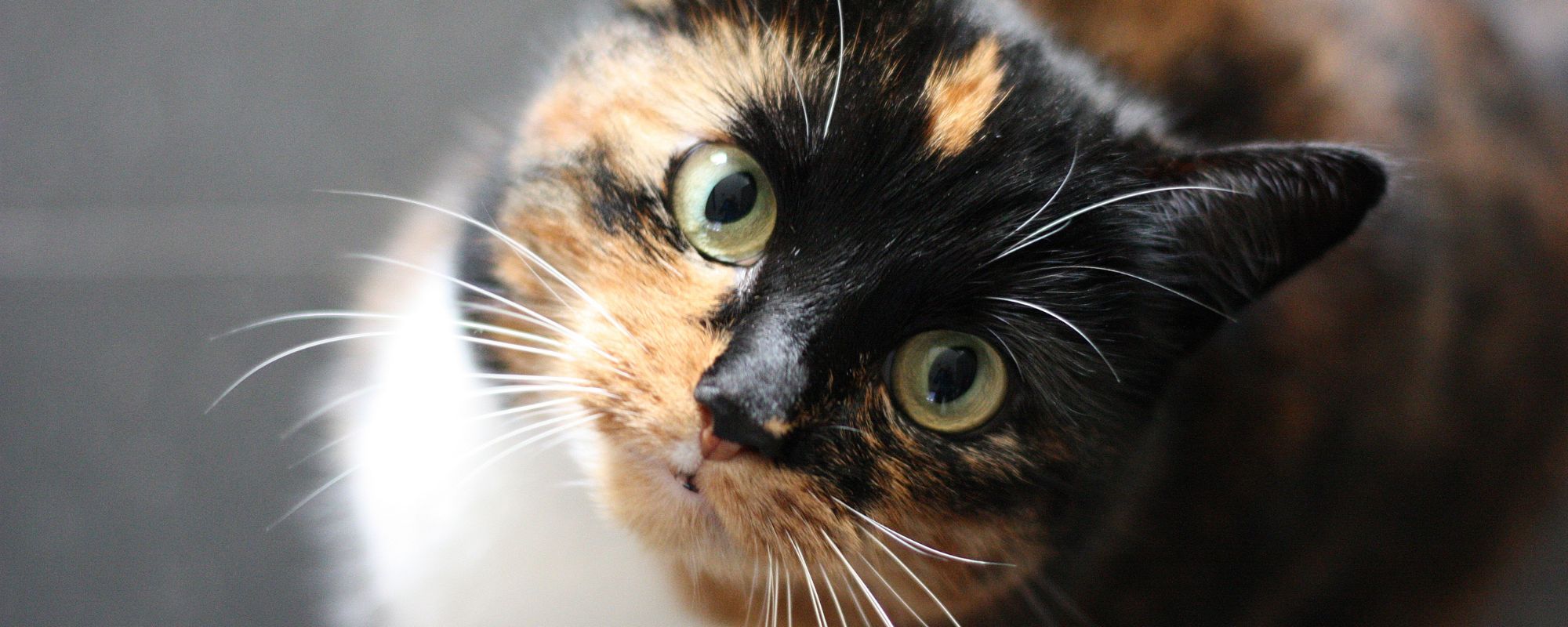 étude sur les aliments pour chats