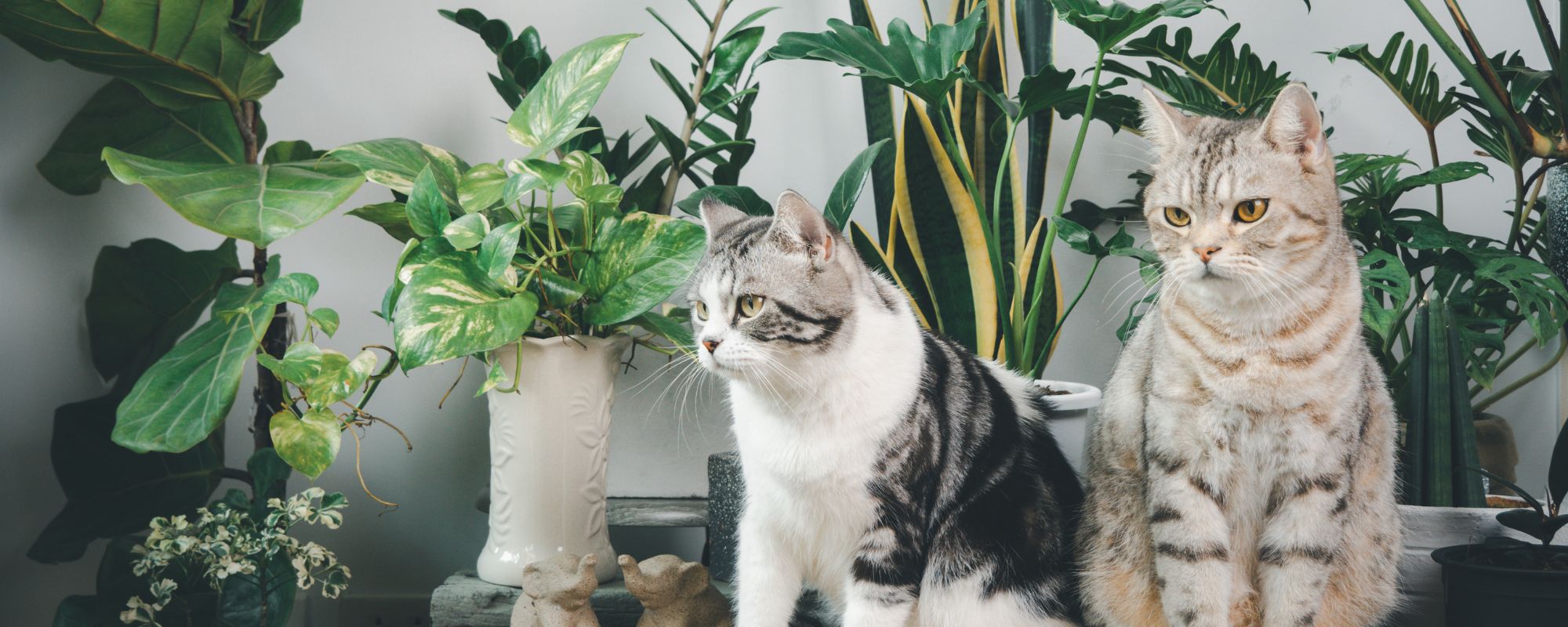 étude sur la nourriture pour chat