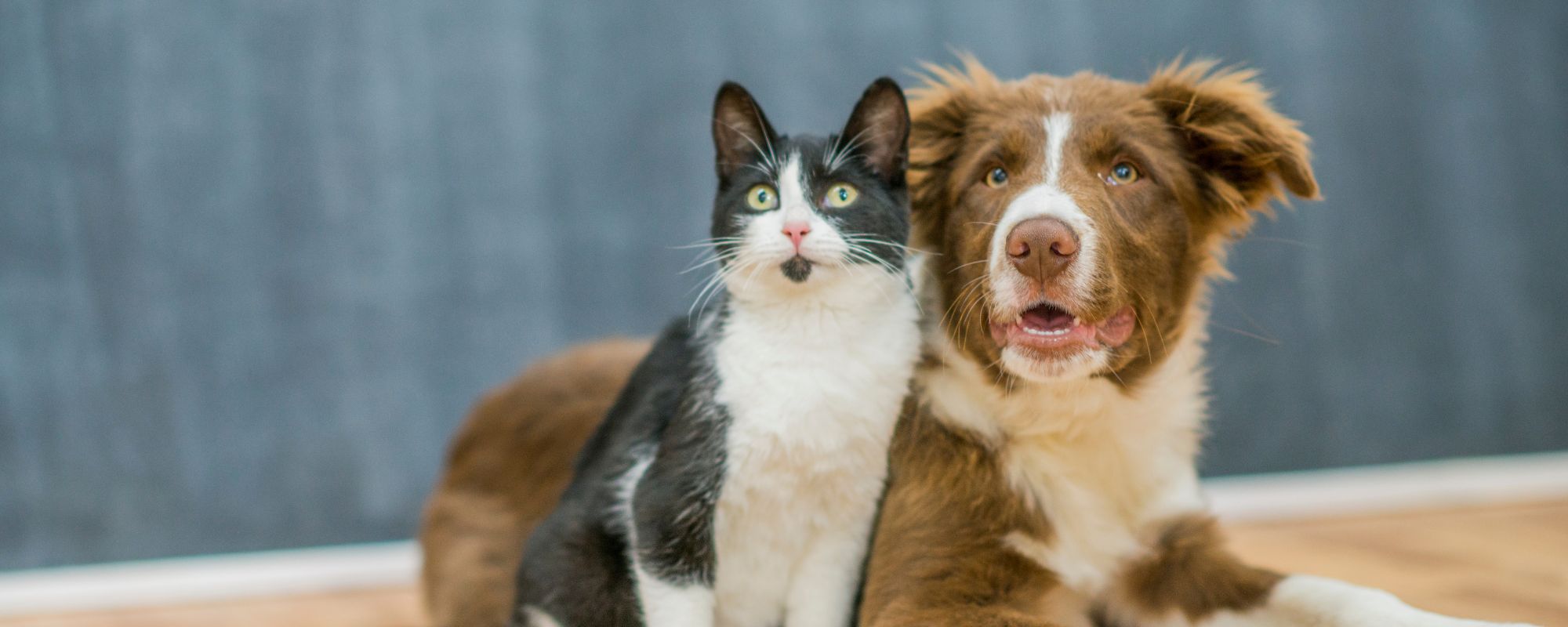 bon plan sante animaux