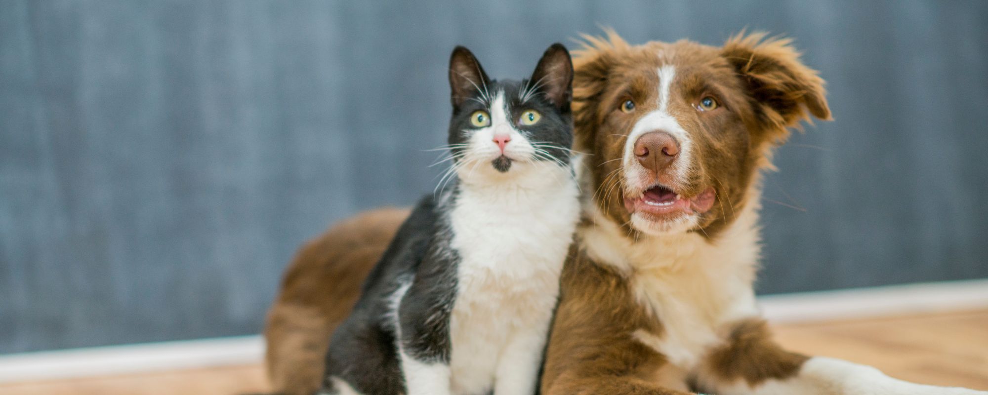 étude rémunérée animaux de compagnie