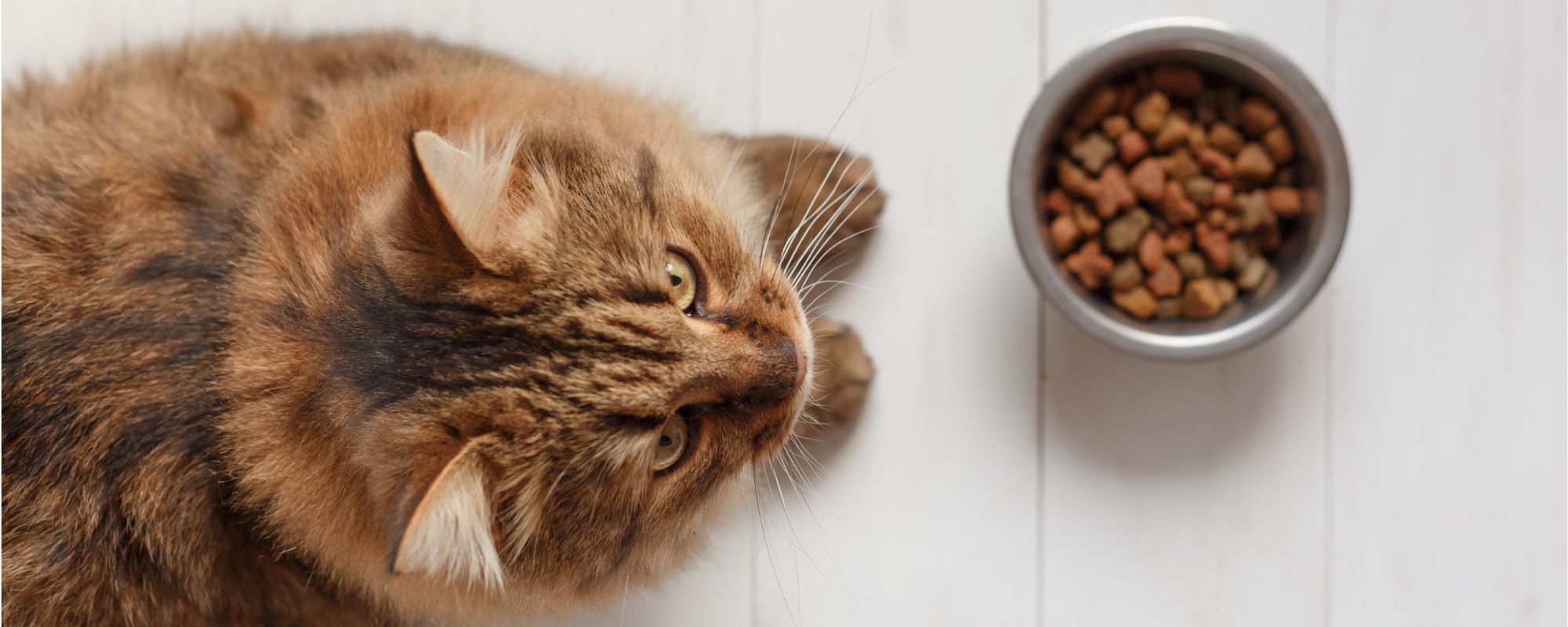 test aliments pour chat à domicile