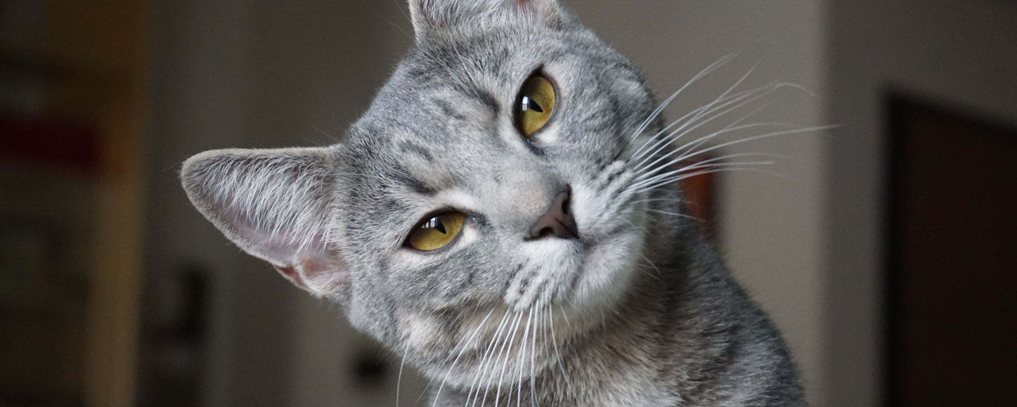 Test d’aliments pour chats à domicile