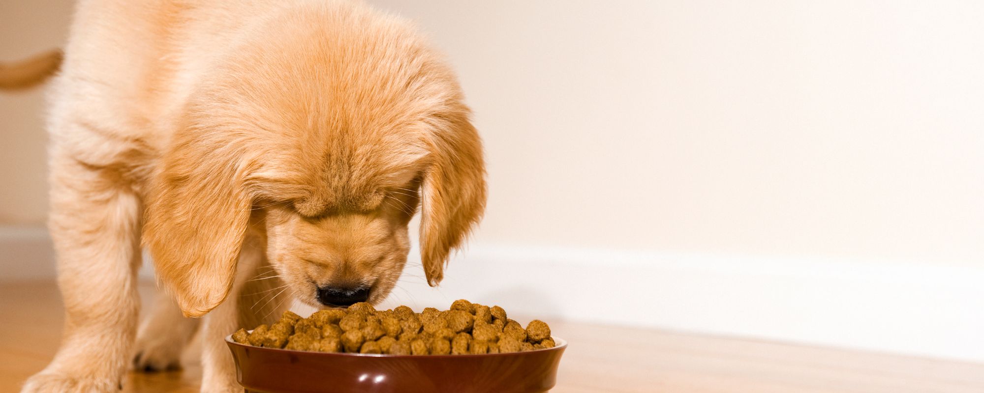 Etude nourriture chiots